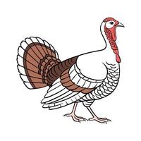 Unique Turkey Hen Colorful Illustration vector