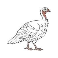 Vibrant White Holland Turkey Realistic Color vector