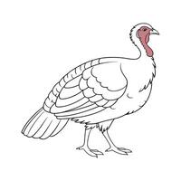 Charming White Holland Turkey Illustration Art vector