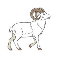 Charming Wiltshire Horn Sheep Realistic Color vector