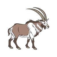 Distinct Zebu Realistic Color Design with Outline vector
