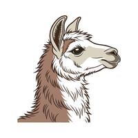 Realistic Illustration of an Elegant Alpaca vector