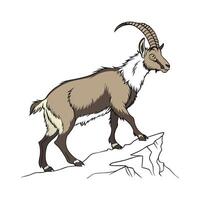 Charming Outline of Alpine Goat in Color vector