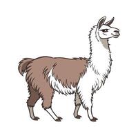 Charming Alpaca in Vibrant Realistic Colors vector