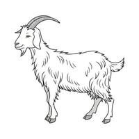 Beautiful Realistic Color Illustration of Angora Goat vector