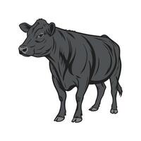Charming Outline of Angus Cow in Color vector