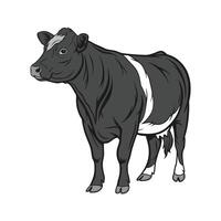 Charming Realistic Angus Cow Color Illustration vector