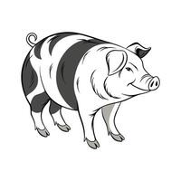 Elegant Realistic Color Illustration of Berkshire Pig vector