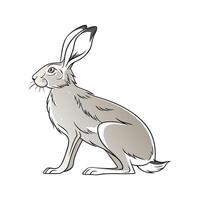 Beautiful Belgian Hare in Realistic Outline Art vector