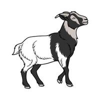 Adorable Realistic Blackbelly Sheep Color Art vector