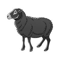 Charming Black Welsh Mountain Sheep Illustration vector