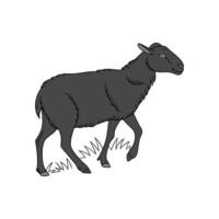 Elegant Realistic Color Illustration of Black Welsh Sheep vector