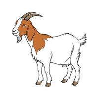 Elegant Boer Goat Realistic Color Illustration vector
