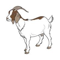 Charming Boer Goat in Realistic Colors vector