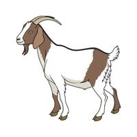 Captivating Realistic Color Illustration of Boer Goat vector