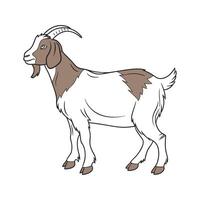 Stylish Boer Goat Realistic Outline Illustration vector