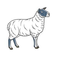 Captivating Bluefaced Leicester Sheep in Color vector