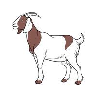 Elegant Realistic Outline of Boer Goat in Color vector
