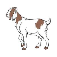 Charming Realistic Outline of Boer Goat vector