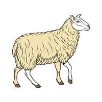 Charming Border Leicester Sheep Realistic Color Art vector