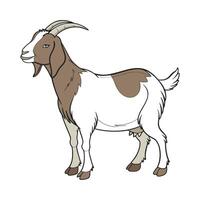Charming Boer Goat in Realistic Outline Style vector