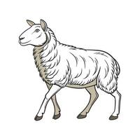 Stylish Border Leicester Sheep in Realistic Colors vector