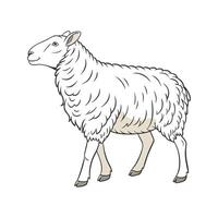 Captivating Border Leicester Sheep in Realistic Colors vector