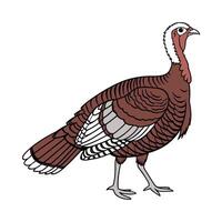 Stylish Bourbon Red Turkey in Realistic Colors vector