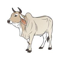 Stylish Brahman Cow in Vibrant Realistic Colors vector