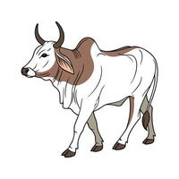 Stylish Outline Brahman Cow in Realistic Colors vector