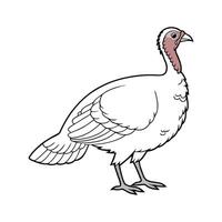 Charming Realistic Color Illustration of BroadBreasted Turkey vector