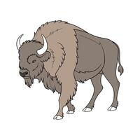 Beautiful Buffalo in Realistic Outline Colors vector