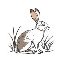 Adorable Realistic Color Illustration of Californian Rabbit vector