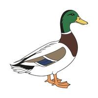 Stylish Call Duck in Beautiful Outline Colors vector
