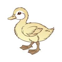 Charming Buff Orpington Duck in Realistic Colors vector