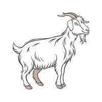 Captivating Cashmere Goat in Realistic Colors vector