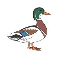Elegant Realistic Outline Illustration of Call Duck vector