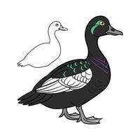 Charming Cayuga Duck Realistic Outline Illustration vector