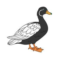 Stylish Cayuga Duck in Realistic Outline Colors vector