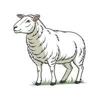 Elegant Realistic Color Illustration of Cheviot Sheep vector