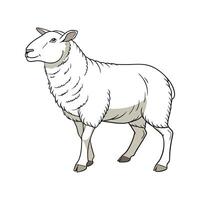 Elegant Cheviot Sheep in Realistic Colors vector