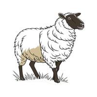 Stylish Cheviot Sheep Realistic Color Illustration vector