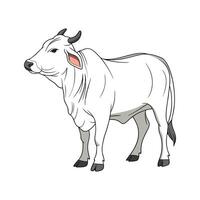Charming Realistic Outline of Chianina Cow vector