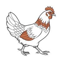 Captivating Chicken in Realistic Outline Colors vector