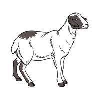 Stylish Dorper Sheep in Vibrant Outline Colors vector