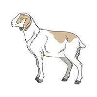 Elegant Dorper Sheep in Realistic Outline Colors vector