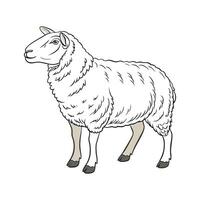 Charming Dorset Sheep Outline in Beautiful Colors vector