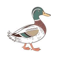 Elegant Realistic Color Illustration of Duck vector