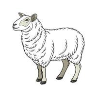 Captivating Dorset Sheep in Beautiful Outline Colors vector