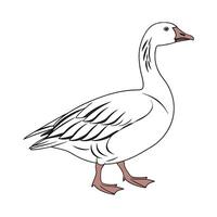 Charming Embden Goose Realistic Outline Illustration vector